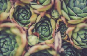 Haftanın Malzemesi: Enginar