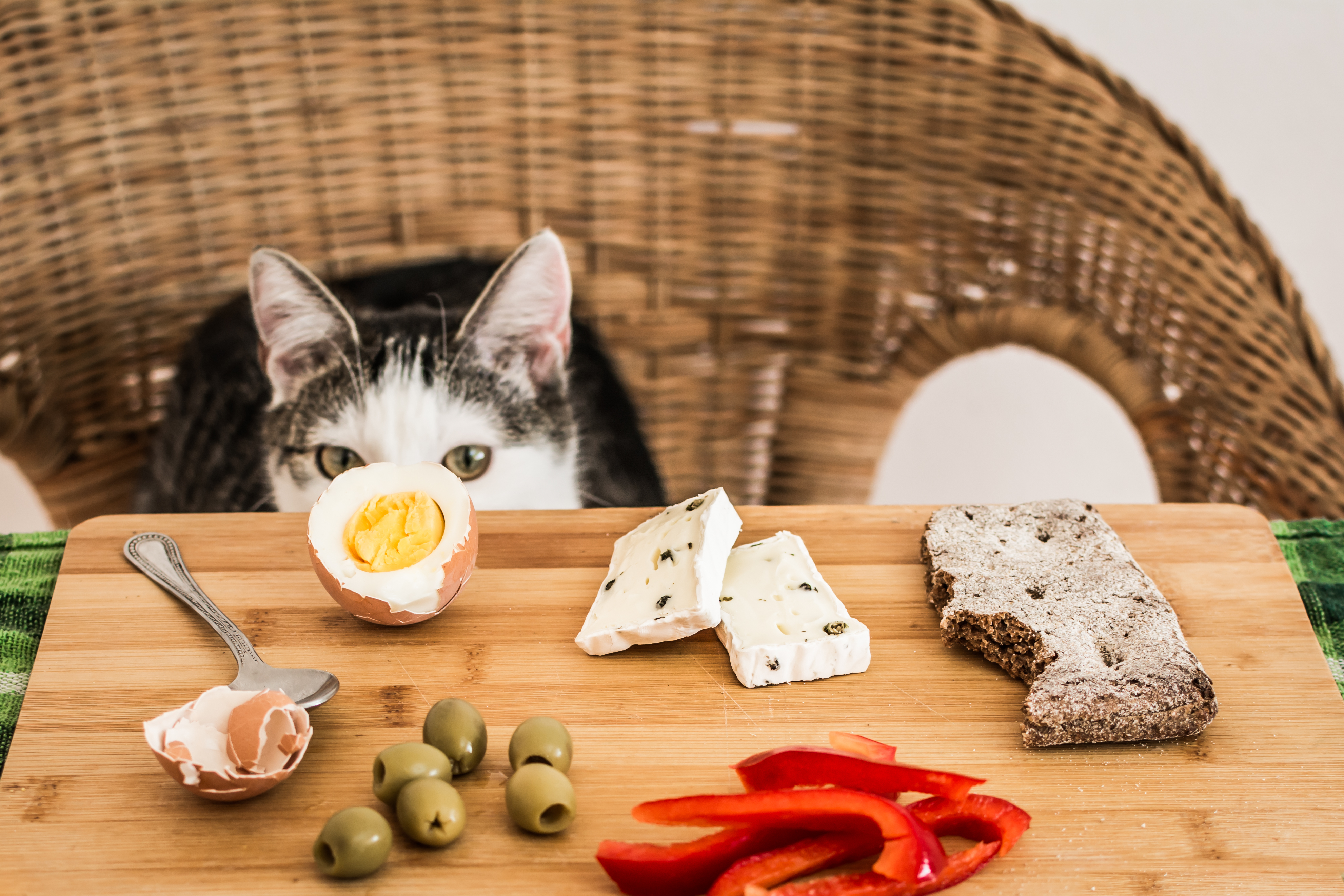 Можно ли кошкам сырое. Кошка и сыр. Кот ворует завтрак. Кошачий сыр. Кот ест сыр.