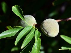 HAFTANIN MALZEMESİ: ÇAĞLA