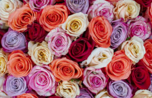 Haftanın Malzemesi: Gül